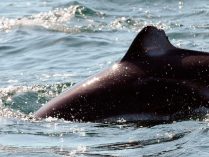 Aleta dorsal de las ballenas