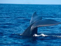 Aletas de las ballenas azules