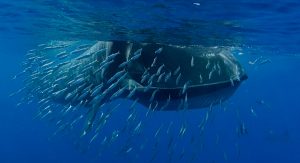 Alimentación de las ballenas azules