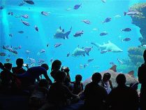 Aquarium Palma de Mallorca