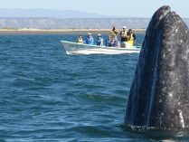 Avistamiento de ballenas
