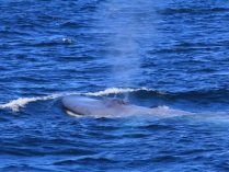 Avistamiento de ballenas azules
