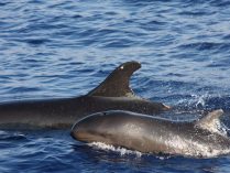 Avistamiento de falsas orcas