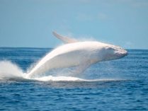 Ballena asesina albina Iceberg