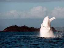 Ballena asesina albina