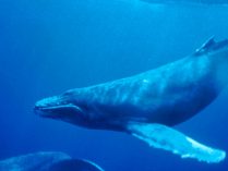 Ballena azul aleta dorsal