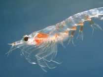 Ballena azul alimento