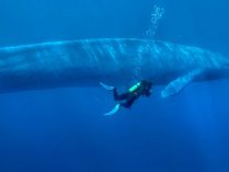 Ballena azul con buzo