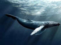 Ballena azul en 3D