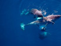 Ballena narval