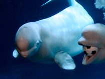 Ballenas beluga blancas
