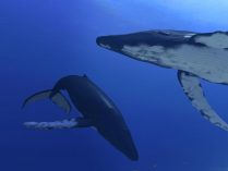 Ballenas en el fondo del mar