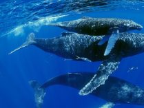 Ballenas, guía básica