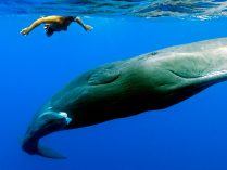 Ballenas nadando con humanos