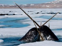 Ballenas narvales