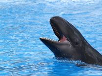 Cabeza de una falsa orca