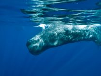 Cachalote, ballenas más grandes del mundo