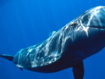 Características físicas de las ballenas