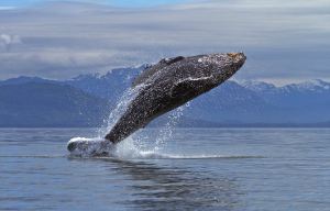 Cruceros para ver ballenas en Alaska