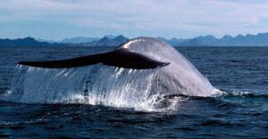 ¿Cuánto miden las ballenas azules?