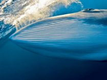 Curiosidades sobre ballenas azules