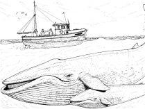 Dibujos de ballenas gigantes