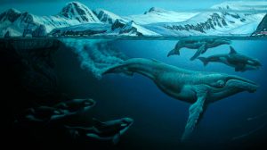 Evolución de las ballenas