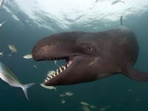 Falsa orca cazando peces