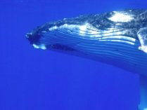 Foto HD de la ballena jorobada