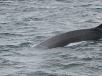 Fotos de aletas dorsales de las ballenas
