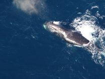 Fotos de ballenas árticas