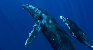 Fotos de ballenas azules