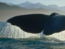 Fotos de ballenas en el océano