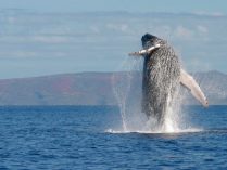 Fotos de ballenas grises