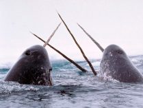 Fotos de ballenas narvales