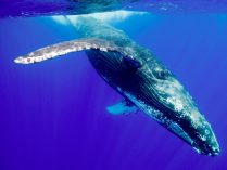 Fotos de ballenas yubarta