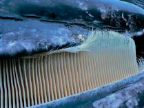 Fotos de barbas de las ballenas