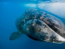 Fotos de la ballena boreal