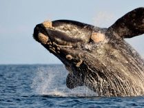 Fotos de la ballena franca austral