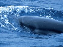 Fotos de la ballena franca enana