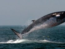 Fotos de la ballena rorcual