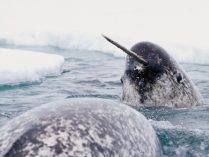 Fotos de Monoceros Monodon