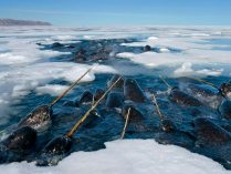 Fotos de narvales