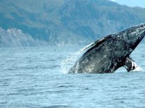 Fotos de tipos de ballenas