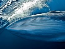 Fotos HD de ballenas azules