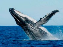 Fotos HD de ballenas