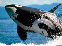 Hábitat de las orcas residentes y transitorias