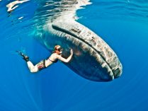 Humanos nadando con ballenas azules