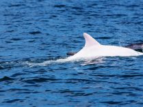 Iceberg, la orca albina