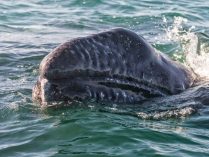 Imagen de una ballena gris
